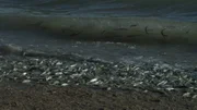 Es wirkt wie eine Flutwelle aus Fischen, wenn Grunionfische an Land kommen, um ihre Eier vor maritimen Fressfeinden zu schützen.