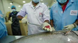 Probe auf Sashimi Qualit&auml;t.