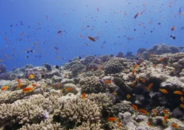 Mit Sichtweiten bis zu 50 Metern z&auml;hlt das Rote Meer zu den klarsten marinen Gew&auml;ssern der Erde.