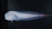 Ein Scheibenbauchfisch aus dem Marianengraben. Er h&auml;lt mit 8178 Metern den Tiefenweltrekord bei den Fischen.
