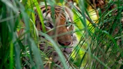 Der Tiger ist der unumstrittene König in Thailands Urwäldern. Der Tiger ist der unumstrittene König in Thailands Urwäldern.
