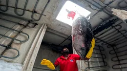 Gelbflossen-Thunfisch wird von Fangschiff abtransportiert. Der f&uuml;r Sushi besonders beliebte Gelbflossenthunfisch ist inzwischen vom Aussterben bedroht.