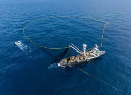 Ein Ringwadennetz kann zwei Kilometer lang sein &ndash; und ragt mehr als 200 Meter in die Tiefe. Es kann einen ganzen Thunfisch-Schwarm umschlie&szlig;en.