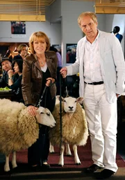 Wie versprochen bringt Maria (Gaby Dohm) ihre beiden Schafe mit zu Steffens (G&uuml;nther Maria Halmer) Auftritt.