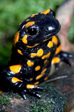 Gleich nach der Schneeschmelze kommt der Feuersalamander als Erster wieder an den Fluss, um seine Larven ins Wasser zu legen.