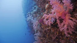 Licht liebende Korallen siedeln im Roten Meer noch in 50 Meter Tiefe.
