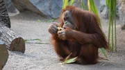 Neues Terrain: Orang-Utan Weibchen Conny erkundet zum ersten Mal die große Außenanlage.