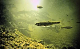 Lebensraum unter Wasser: der Bach. Jeder kennt den Bach, diesen auf den ersten Blick so unscheinbaren Lebensraum. Der Film zeigt die Vielfalt der tierischen Bewohner der B&auml;che, stellt ihre Lebensweise vor und erkl&auml;rt ihre Bedeutung f&uuml;r das &Ouml;kosystem Bach.