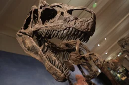 Wie konnten die Dinosaurier eine so enorme Gr&ouml;&szlig;e erreichen? Und welchen Zweck verfolgte die Natur damit? Forscher der Uni Bonn versuchen, dieses R&auml;tsel zu l&ouml;sen.