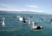 Albatrosse vor der Kulisse der Neuseeländischhen Südalpen. Albatrosse vor der Kulisse der Neuseeländischhen Südalpen.