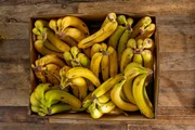 Costa Rica. Das kleine Land zählt zu den wichtigsten Exporteuren von Bananen für den europäischen Markt – und gehört regelmäßig zu den Ländern mit dem höchsten Pestizideinsatz pro Hektar. Costa Rica. Das kleine Land zählt zu den wichtigsten Exporteuren von Bananen für den europäischen Markt – und gehört regelmäßig zu den Ländern mit dem höchsten Pestizideinsatz pro Hektar.