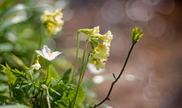Frühjahrsblüher am Bach.