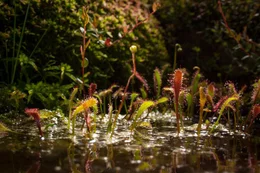 Die Natur im Moor wartet mit zahllosen &Uuml;berraschungen auf: Es scheint, als w&auml;ren die bizarrsten und farbenpr&auml;chtigsten Vertreter der heimischen Fauna und Flora im Moor zu Hause. Im Bild: Sonnentau.