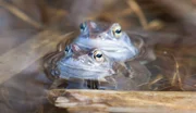 Die Natur im Moor wartet mit zahllosen &Uuml;berraschungen auf: Es scheint, als w&auml;ren die bizarrsten und farbenpr&auml;chtigsten Vertreter der heimischen Fauna und Flora im Moor zu Hause. Im Bild: ein Moorfroschpaar.
