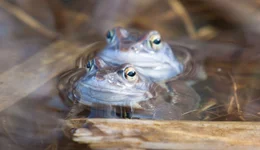 Die Natur im Moor wartet mit zahllosen &Uuml;berraschungen auf: Es scheint, als w&auml;ren die bizarrsten und farbenpr&auml;chtigsten Vertreter der heimischen Fauna und Flora im Moor zu Hause. Im Bild: ein Moorfroschpaar.