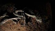 Tollund Man bleibt (BOG PEOPLE SEASON ONE INC.)