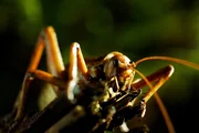 Eine besondere „Spezialität“ Neuseelands sind die Riesenheuschrecken, auch Wetas genannt. Sie sind so groß und so schwer, wie ein kleiner Vogel. Eine besondere „Spezialität“ Neuseelands sind die Riesenheuschrecken, auch Wetas genannt. Sie sind so groß und so schwer, wie ein kleiner Vogel.