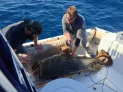 L-R: Eric Young and Tom finish their research with the Goliath Grouper.