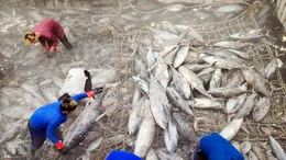 Der f&uuml;r Sushi besonders beliebte Gelbflossenthunfisch ist inzwischen vom Aussterben bedroht. Gelbflossenthunfisch auf Fangschiff.