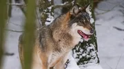 Wölfe durchstreifen den Urwald von Bialowieza im Osten Polens. Im ganzen Land gibt es inzwischen wieder etwa 2.500 von ihnen. Das sind rund fünfmal so viel wie in Deutschland.