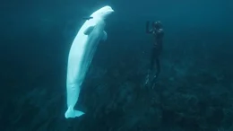 2019 taucht in norwegischen Gew&auml;ssern ein Beluga-Wal auf, der russisches Kamera-Geschirr tr&auml;gt. Ein Forscher und seine Tochter begleiten den zutraulichen Wal, der Hvaldimir getauft wird, um herauszufinden, wof&uuml;r er trainiert wurde.  +++ Die Verwendung des sendungsbezogenen Materials ist nur mit dem Hinweis und Verlinkung auf RTL+ gestattet. +++