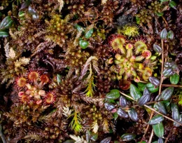 Die Natur im Moor wartet mit zahllosen &Uuml;berraschungen auf: Es scheint, als w&auml;ren die bizarrsten und farbenpr&auml;chtigsten Vertreter der heimischen Fauna und Flora im Moor zu Hause. Im Bild: Sonnentau.