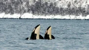 Orcas kommen im Winter in die Fjorde Nordnorwegens, um dort nach Heringen zu jagen. Die Schwertwale sind neugierige Tiere und schauen gern auch mal, was sich über Wasser tut. Dieses Verhalten nennen Wissenschaftler Orcas kommen im Winter in die Fjorde Nordnorwegens, um dort nach Heringen zu jagen. Die Schwertwale sind neugierige Tiere und schauen gern auch mal, was sich über Wasser tut. Dieses Verhalten nennen Wissenschaftler