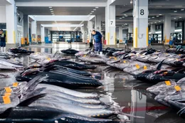 Der Fischmarkt in Shiogama: Hier wird der pazifische Blauflossen-Thun versteigert.