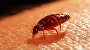 Cimex lectularius