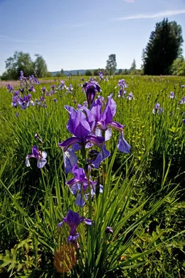Die Natur im Moor wartet mit zahllosen &Uuml;berraschungen auf: Es scheint, als w&auml;ren die bizarrsten und farbenpr&auml;chtigsten Vertreter der heimischen Fauna und Flora im Moor zu Hause. Im Bild: Schwertlilie.
