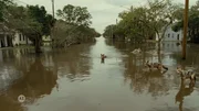 Eine überflutete Straße in einem Wohngebiet. Mehrere Tiere bewegen sich vorsichtig durch das Wasser, während im Hintergrund Häuser und Bäume zu sehen sind. Eine überflutete Straße in einem Wohngebiet. Mehrere Tiere bewegen sich vorsichtig durch das Wasser, während im Hintergrund Häuser und Bäume zu sehen sind.