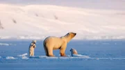 Vier Jahre folgt Tierfilmer Asgeir Helgestad der Eisbärin "Frost" und ihren Jungen. Ihre Geschichte ist eng verbunden mit dem Klimawandel in der Arktis.