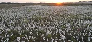 Dieser Film zeigt die Vielfalt dieses wenig beachteten Lebensraums und ist zugleich ein leiser Appell: "Sch&uuml;tzt und erhaltet die letzten Moore". Im Bild: Wollgras.