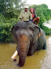 Arbeitselefant in Ban Don. Arbeitselefant in Ban Don.