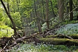 Maiwald.