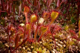 Die Natur im Moor wartet mit zahllosen &Uuml;berraschungen auf: Es scheint, als w&auml;ren die bizarrsten und farbenpr&auml;chtigsten Vertreter der heimischen Fauna und Flora im Moor zu Hause. Im Bild: Sonnentau.