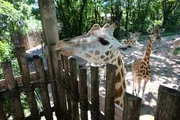 A giraffe pokes his head up for food.