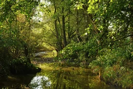 Im Fr&uuml;hling und im Sommer sorgen viele Bl&auml;tter daf&uuml;r, dass sich der Bach nicht zu sehr aufw&auml;rmt und an lebenswichtigem Sauerstoff verliert.
