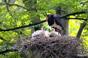 Auf hohen Bäumen nistet eine Schwarzstorchen-Familie.