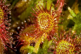 Die Natur im Moor wartet mit zahllosen &Uuml;berraschungen auf: Es scheint, als w&auml;ren die bizarrsten und farbenpr&auml;chtigsten Vertreter der heimischen Fauna und Flora im Moor zu Hause. Im Bild: Sonnentau.