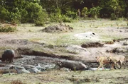Nilpferde mögen keine Löwen in ihrer Nähe. Doch seit der einst mächtige Fluss Katuma zusammengeschrumpft ist, versammeln sich alle Tiere an den wenigen verbliebenen Tümpeln, um Wasser zu finden.