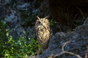 Der Uhu besiedelt gern, was der Mensch zuvor umgestaltet hat: die Kalksteinbrüche bei Wülfrath.
