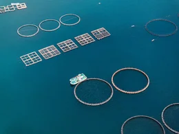 In Japan ist es gelungen, Thunfische zu z&uuml;chten. Doch um ein Kilo Thunfisch zu erzeugen, ben&ouml;tigen die Forscher bis zu 15 Kilo Futterfische.