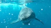 Vor der mexikanischen Insel Guadalupe sind Forscher dem R&auml;tsel der Paarung Wei&szlig;er Haie auf der Spur. Hier treffen M&auml;nnchen ein, um auf Brautschau zu gehen. Das wurde bislang sehr selten beobachtet.