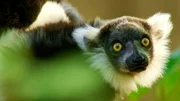 Nachwuchs bei den schwarz-weißen Varis im Zoo Münster. Die aus Madagaskar stammende Lemurenart ist in ihrer Heimat stark gefährdet.