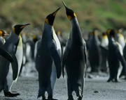 Königspinguin-Pärchen