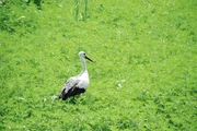 Wei&szlig;storch in Cigoc, Kroatien.