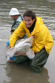 Willi kommt genau richtig. Heute müssen nämlich die Störe gestört werden: Diese riesigen Fische sind vom Aussterben bedroht und werden hier deshalb gezüchtet. Dazu müssen die männlichen Störe von den weiblichen getrennt werden.