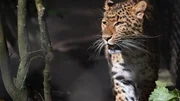 Leopardin Mor gehört zu den vom Aussterben bedrohten Nordchinesischen Leoparden.