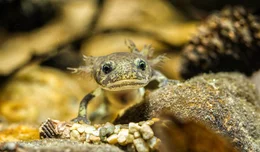 Salamanderlarve.